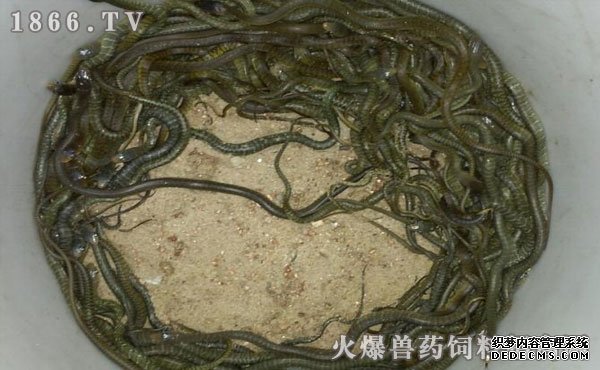 水律蛇養(yǎng)殖新技巧揭秘，高效養(yǎng)殖方法與實(shí)用操作指南