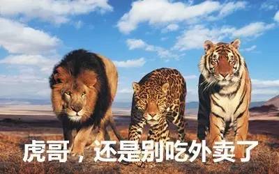 最新虎獅，學(xué)習(xí)變革的力量，自信與成就感的崛起之路