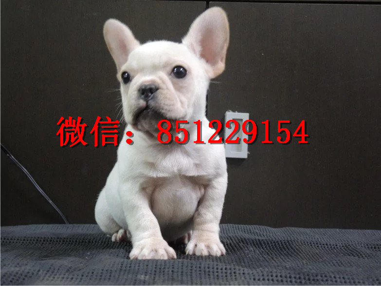 法牛犬行情走勢揭秘，溫馨日常背后的市場趨勢