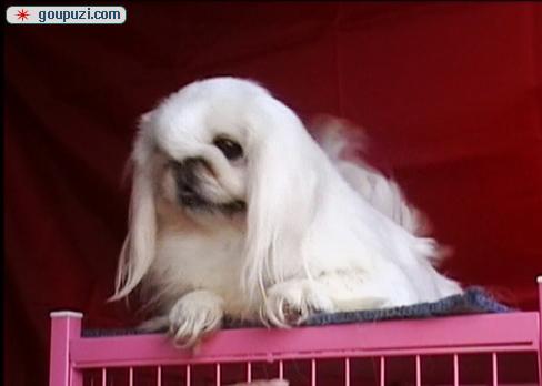 秀珍犬價格行情揭秘，變化中的市場行情與學(xué)習(xí)自信的力量