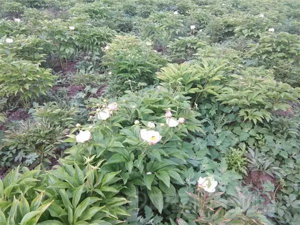 赤芍行情深度解析，小巷特色藥材探尋之旅