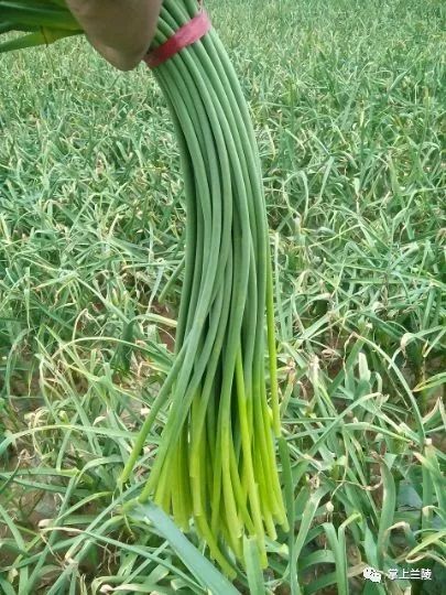 最新蒜苔價(jià)格變動(dòng)，學(xué)習(xí)中的自信與成就感的源泉