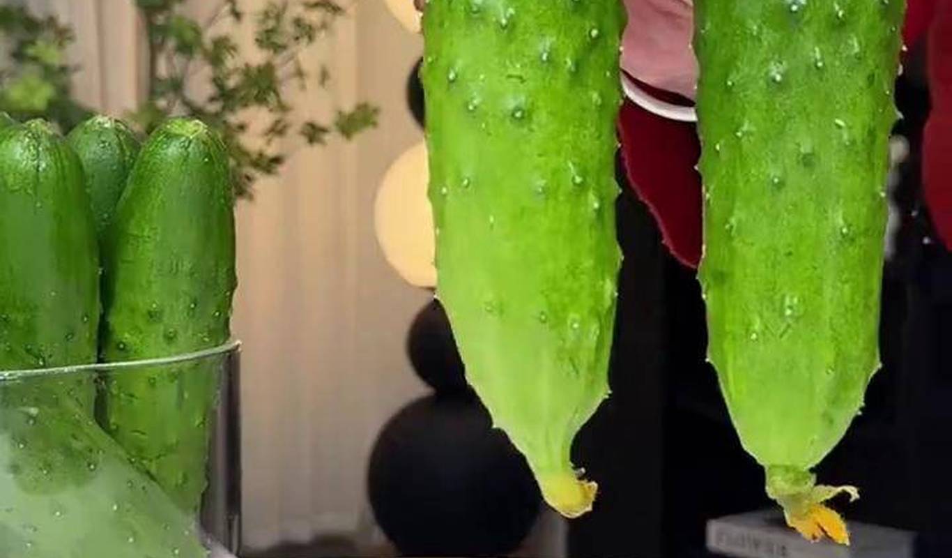 黃瓜視頻下載最新版，時(shí)代背景下短視頻巨頭的迅速崛起